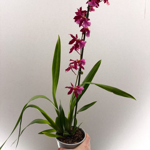 Cambria Orchid (Oncidium - type hybrid) – Pink & Fragrant - Sprouts of Bristol