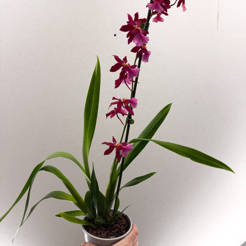 Cambria Orchid (Oncidium - type hybrid) – Pink & Fragrant - Sprouts of Bristol