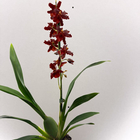 Cambria Orchid (Oncidium - type hybrid) – Red & Burgundy - Sprouts of Bristol