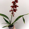 Cambria Orchid (Oncidium - type hybrid) – Red & Burgundy - Sprouts of Bristol
