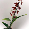 Cambria Orchid (Oncidium - type hybrid) – Red & Burgundy - Sprouts of Bristol