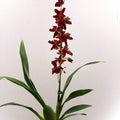 Cambria Orchid (Oncidium - type hybrid) – Red & Burgundy - Sprouts of Bristol