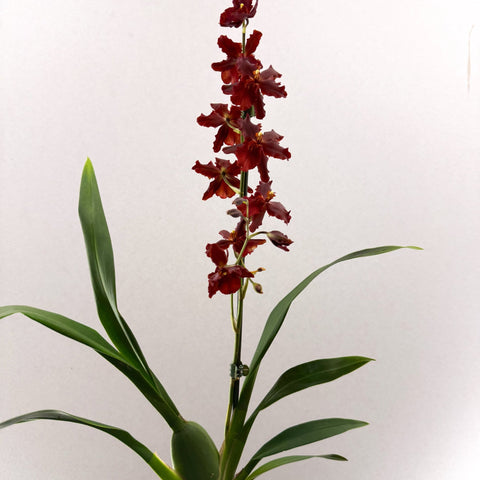 Cambria Orchid (Oncidium - type hybrid) – Red & Burgundy - Sprouts of Bristol