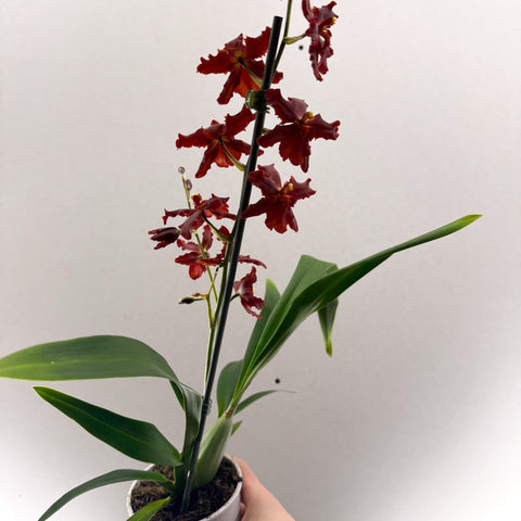 Cambria Orchid (Oncidium - type hybrid) – Red & Burgundy - Sprouts of Bristol
