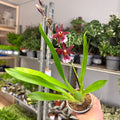 Cambria Orchid (Oncidium - Type Hybrid) - Sprouts of Bristol