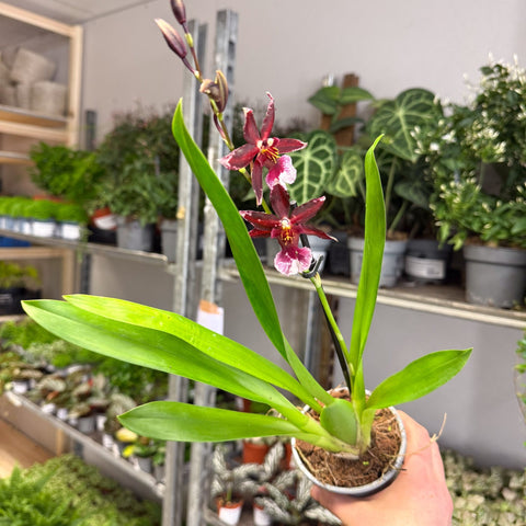 Cambria Orchid (Oncidium - Type Hybrid) - Sprouts of Bristol