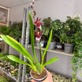 Cambria Orchid (Oncidium - Type Hybrid) - Sprouts of Bristol