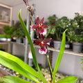 Cambria Orchid (Oncidium - Type Hybrid) - Sprouts of Bristol