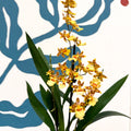 Cambria ‘Pacific Sunset’ – Cambria Orchid - Sprouts of Bristol