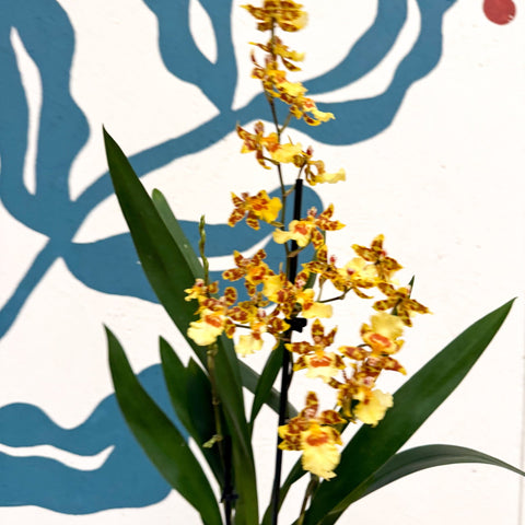 Cambria ‘Pacific Sunset’ – Cambria Orchid - Sprouts of Bristol