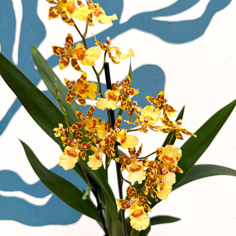 Cambria ‘Pacific Sunset’ – Cambria Orchid - Sprouts of Bristol