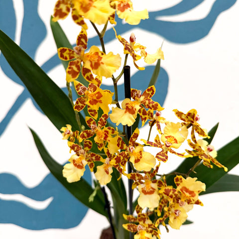Cambria ‘Pacific Sunset’ – Cambria Orchid - Sprouts of Bristol