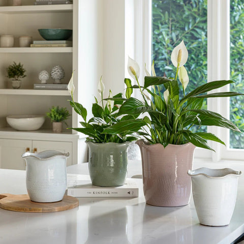 Camellia Scalloped Edge Planter – Sage Green - Sprouts of Bristol