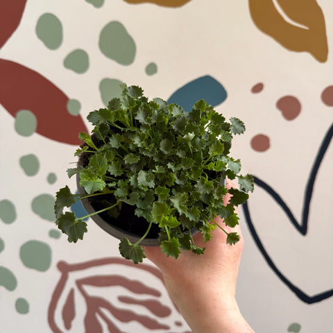 Campanula portenschlagiana 'Catharina' - Tussock Bellflower - British Grown - Sprouts of Bristol