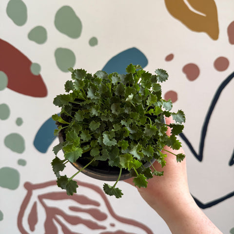 Campanula portenschlagiana 'Catharina' - Tussock Bellflower - British Grown - Sprouts of Bristol