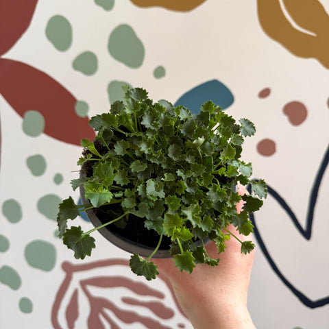 Campanula portenschlagiana 'Catharina' - Tussock Bellflower - British Grown - Sprouts of Bristol