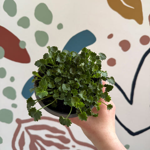 Campanula portenschlagiana 'Catharina' - Tussock Bellflower - British Grown - Sprouts of Bristol