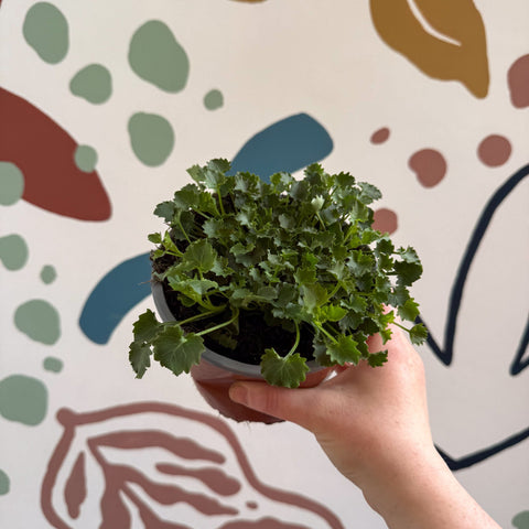 Campanula portenschlagiana 'Catharina' - Tussock Bellflower - British Grown - Sprouts of Bristol