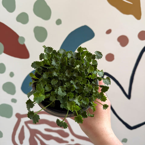 Campanula portenschlagiana 'Catharina' - Tussock Bellflower - British Grown - Sprouts of Bristol