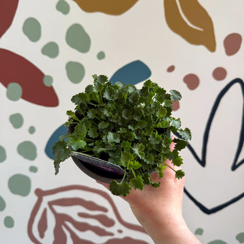 Campanula portenschlagiana 'Catharina' - Tussock Bellflower - British Grown - Sprouts of Bristol