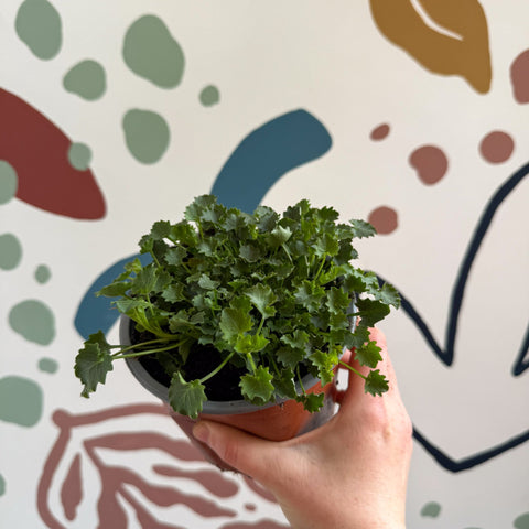 Campanula portenschlagiana 'Catharina' - Tussock Bellflower - British Grown - Sprouts of Bristol