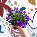 Campanula portenschlagiana ‘Get Mee Blue’ - Wall Bellflower - Sprouts of Bristol