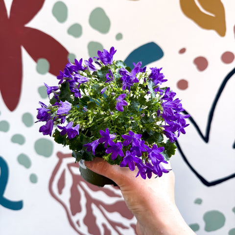 Campanula portenschlagiana ‘Get Mee Blue’ - Wall Bellflower - Sprouts of Bristol