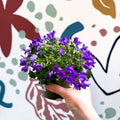 Campanula portenschlagiana ‘Get Mee Blue’ - Wall Bellflower - Sprouts of Bristol