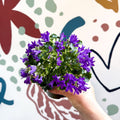Campanula portenschlagiana ‘Get Mee Blue’ - Wall Bellflower - Sprouts of Bristol