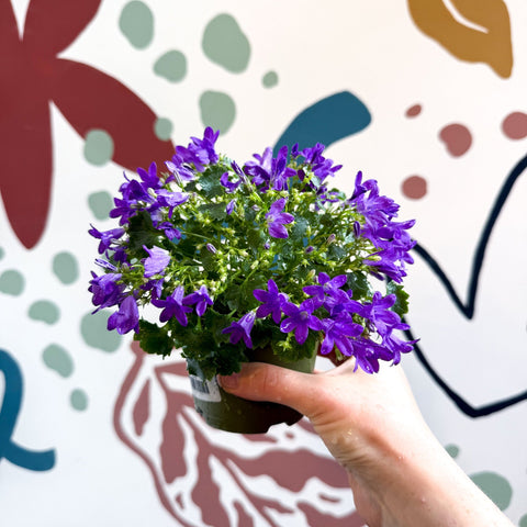 Campanula portenschlagiana ‘Get Mee Blue’ - Wall Bellflower - Sprouts of Bristol