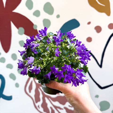 Campanula portenschlagiana ‘Get Mee Blue’ - Wall Bellflower - Sprouts of Bristol