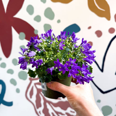 Campanula portenschlagiana ‘Get Mee Blue’ - Wall Bellflower - Sprouts of Bristol