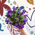 Campanula portenschlagiana ‘Get Mee Blue’ - Wall Bellflower - Sprouts of Bristol
