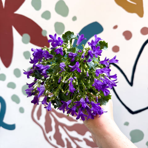 Campanula portenschlagiana ‘Get Mee Blue’ - Wall Bellflower - Sprouts of Bristol