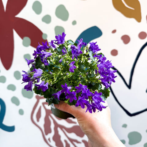 Campanula portenschlagiana ‘Get Mee Blue’ - Wall Bellflower - Sprouts of Bristol
