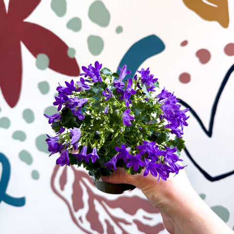 Campanula portenschlagiana ‘Get Mee Blue’ - Wall Bellflower - Sprouts of Bristol