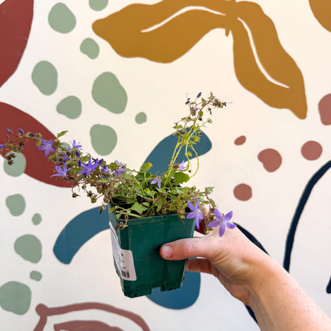 Campanula poscharskyana 'Stella' - British Grown - Sprouts of Bristol