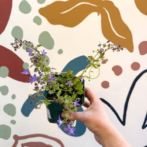 Campanula poscharskyana 'Stella' - British Grown - Sprouts of Bristol