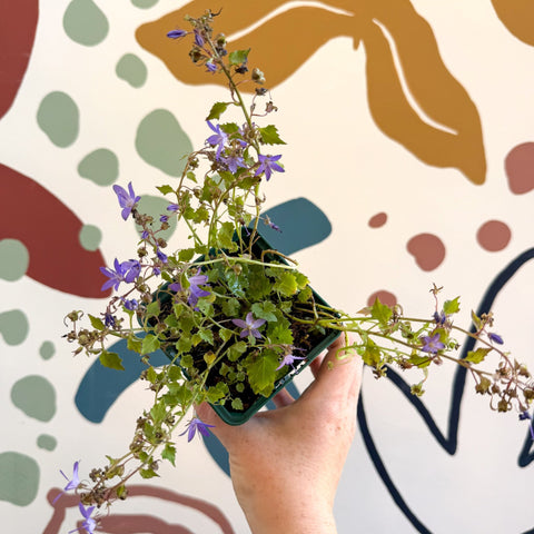 Campanula poscharskyana 'Stella' - British Grown - Sprouts of Bristol