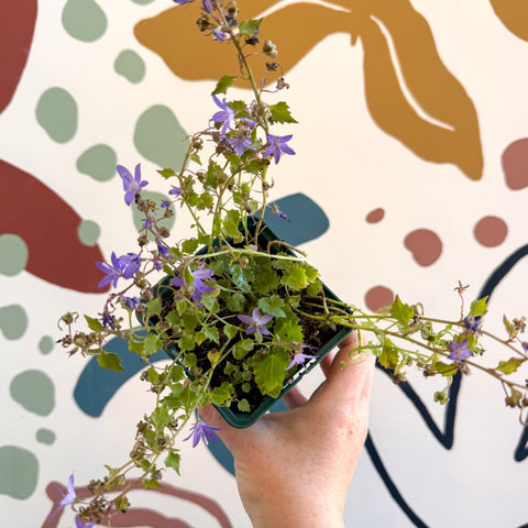 Campanula poscharskyana 'Stella' - British Grown - Sprouts of Bristol