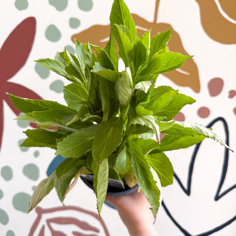 Cardinal Flower - Lobelia 'Starship Blue' - British Grown Perennial - Sprouts of Bristol