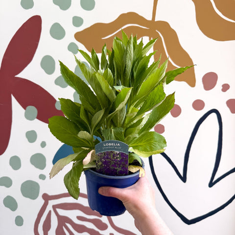 Cardinal Flower - Lobelia 'Starship Blue' - British Grown Perennial - Sprouts of Bristol