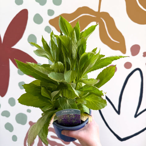 Cardinal Flower - Lobelia 'Starship Blue' - British Grown Perennial - Sprouts of Bristol