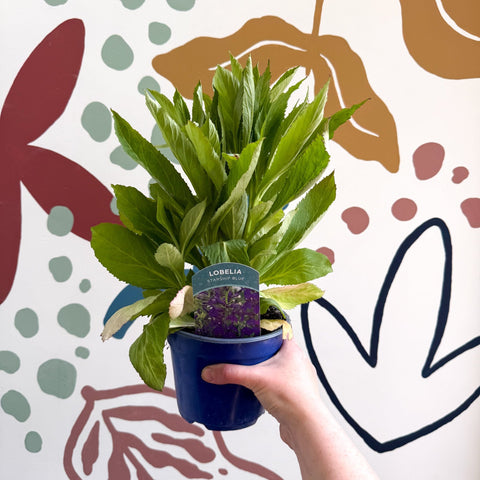 Cardinal Flower - Lobelia 'Starship Blue' - British Grown Perennial - Sprouts of Bristol