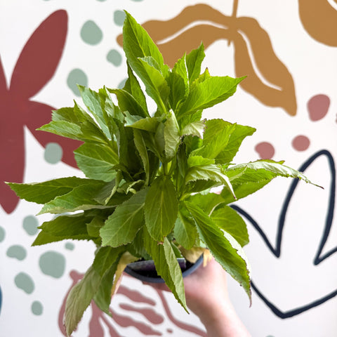 Cardinal Flower - Lobelia 'Starship Blue' - British Grown Perennial - Sprouts of Bristol