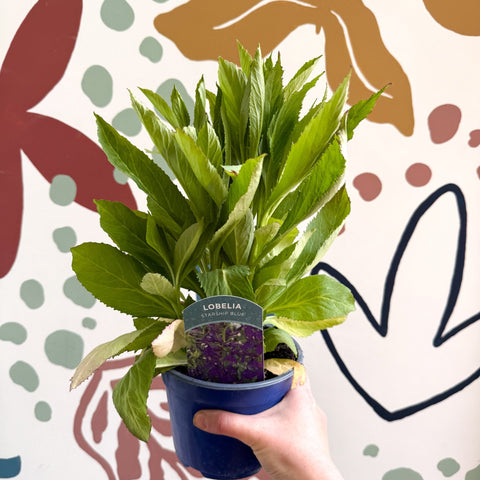 Cardinal Flower - Lobelia 'Starship Blue' - British Grown Perennial - Sprouts of Bristol