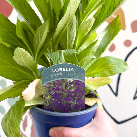 Cardinal Flower - Lobelia 'Starship Blue' - British Grown Perennial - Sprouts of Bristol