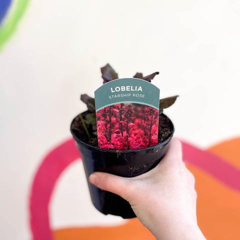 Cardinal Flower - Lobelia 'Starship Rose' - British Grown Perennial Sprouts of Bristol Cardinal Flower - Lobelia 'Starship Rose' - British Grown Perennial Sprouts of Bristol