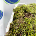 Carpet Moss (Living) - Hypnum cupressiforme - Terrarium Supplies - Sprouts of Bristol