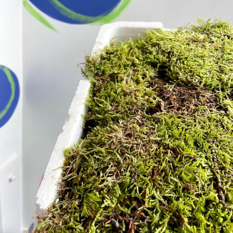 Carpet Moss (Living) - Hypnum cupressiforme - Terrarium Supplies - Sprouts of Bristol
